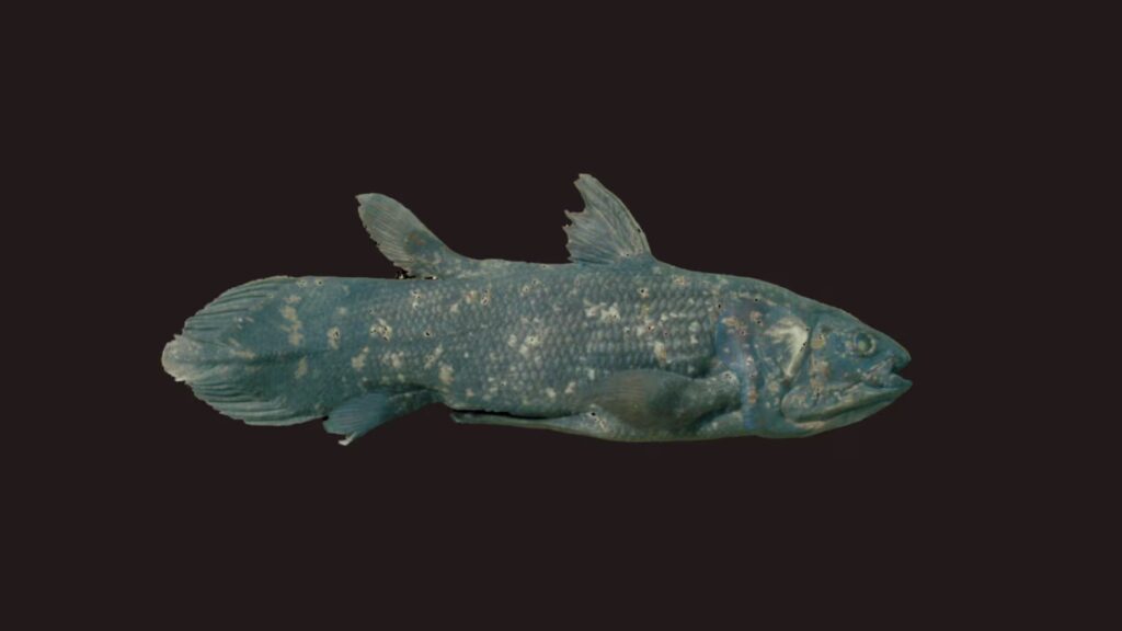 Cœlacanthe : un Poisson Préhistorique Plus Âgé et Plus Fragile qu’Imaginé