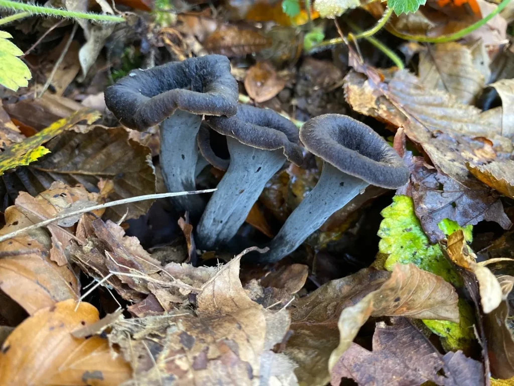 Évitez le danger : découvrez comment repérer la trompette-de-la-mort dans son habitat naturel
