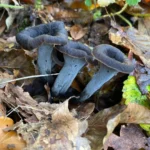 Évitez le danger : découvrez comment repérer la trompette-de-la-mort dans son habitat naturel