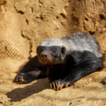 Le ratel, ce prédateur redoutable qui s’attaque aux géants du règne animal