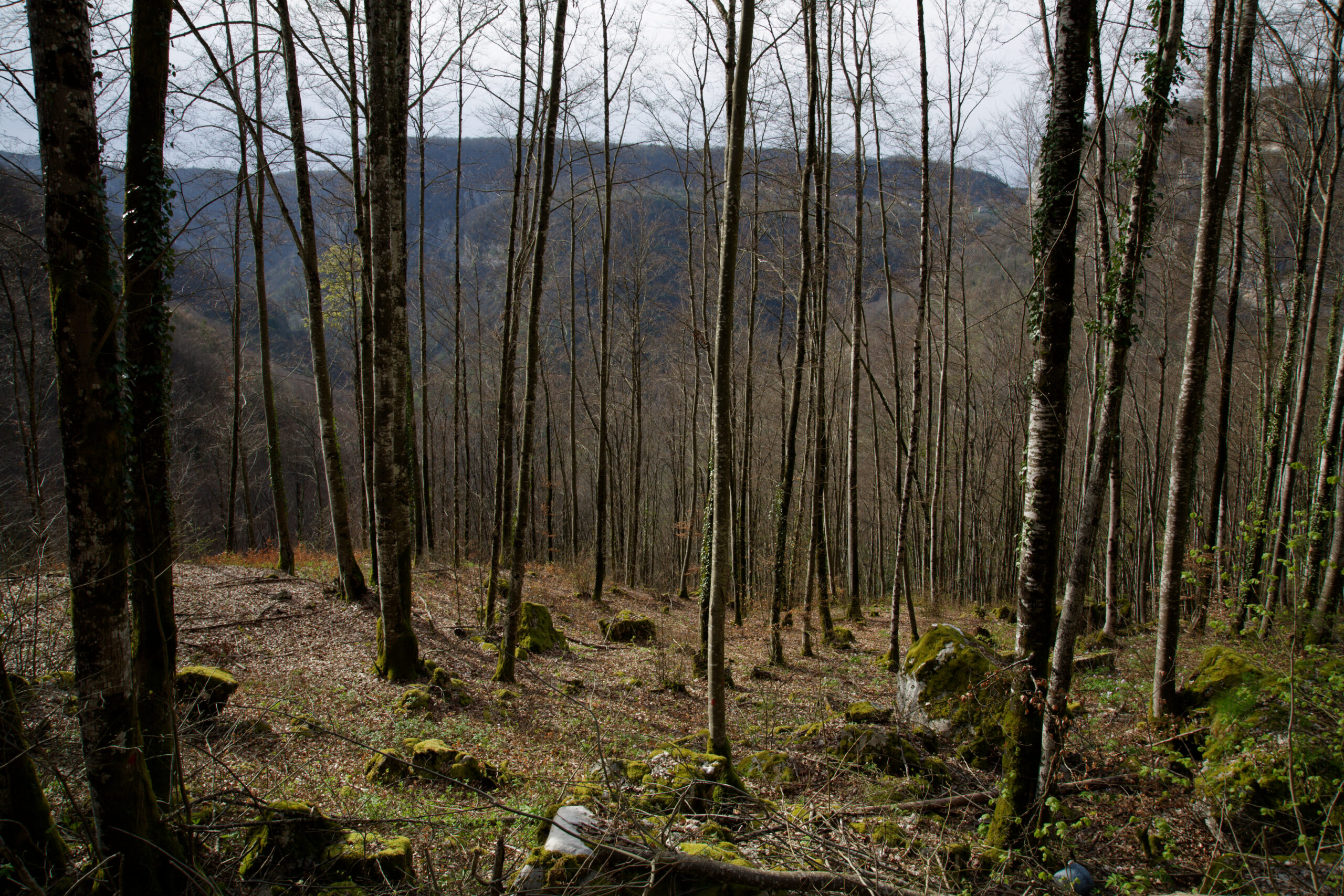 Paysage forestier des gorges de la Charabotte dans l'Ain, illustration de la biocapacité française le jour du dépassement 2026